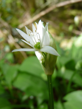 Fleurs très blanches à six sépales en fausse ombrelle. Agrandir dans une nouvelle fenêtre (ou onglet)